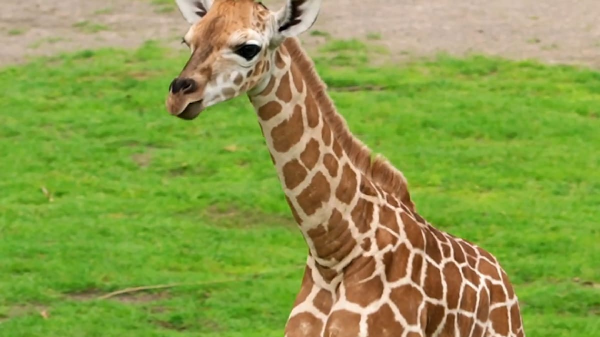 Zoo Leipzig sucht Namen für junge Giraffe