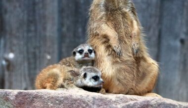 Erdmännchen-Nachwuchs im Tierpark Chemnitz | MDR.DE