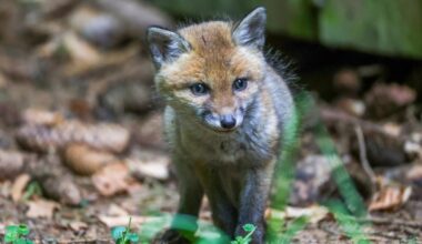 Berliner Füchse leiden vermehrt unter Flohbefall