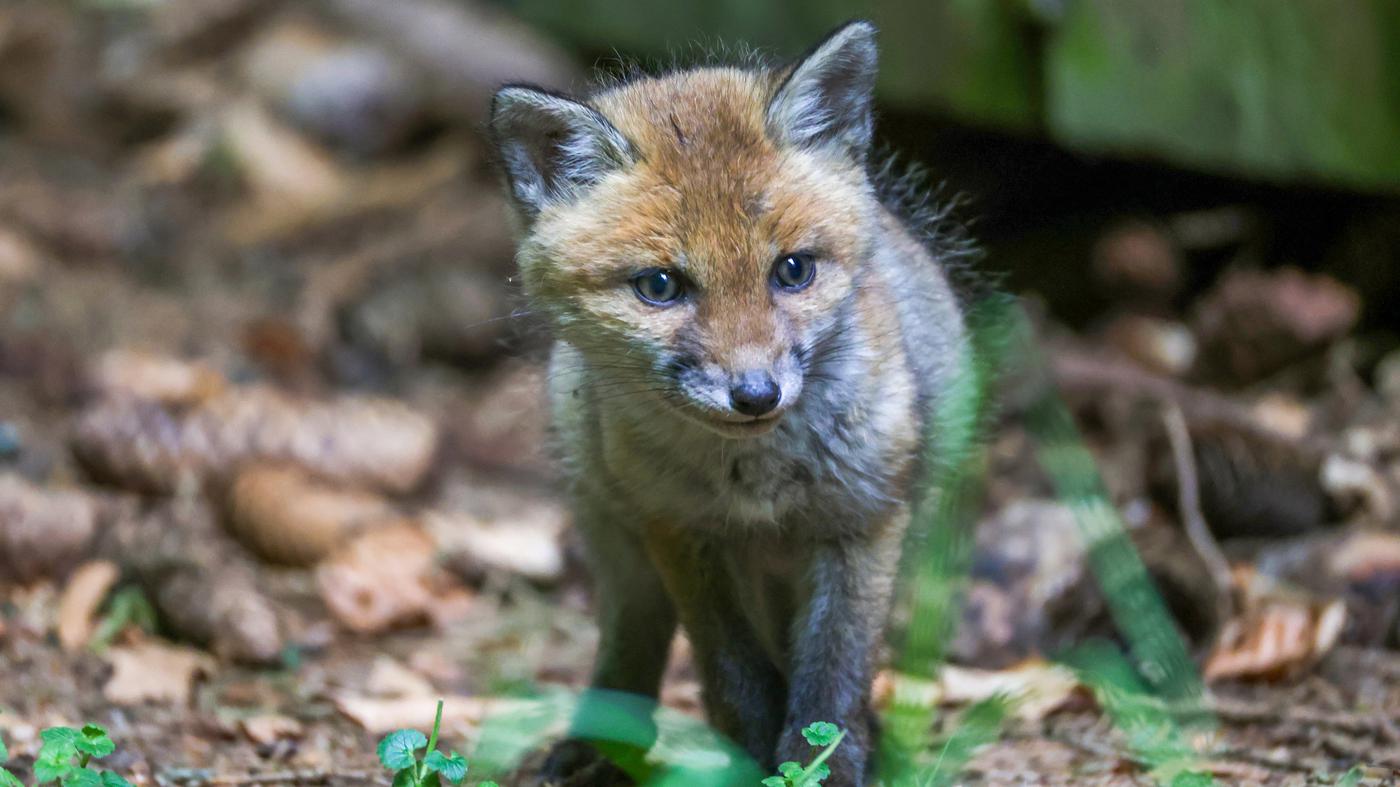 Berliner Füchse leiden vermehrt unter Flohbefall