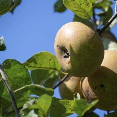 Kostenlose Bäume für Duisburger Gärten