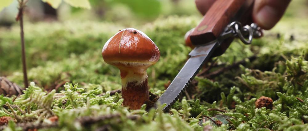 Im Schatten von Bäumen fühlen sich Pilze besonders wohl, wie hier ein Gold-Röhrling.