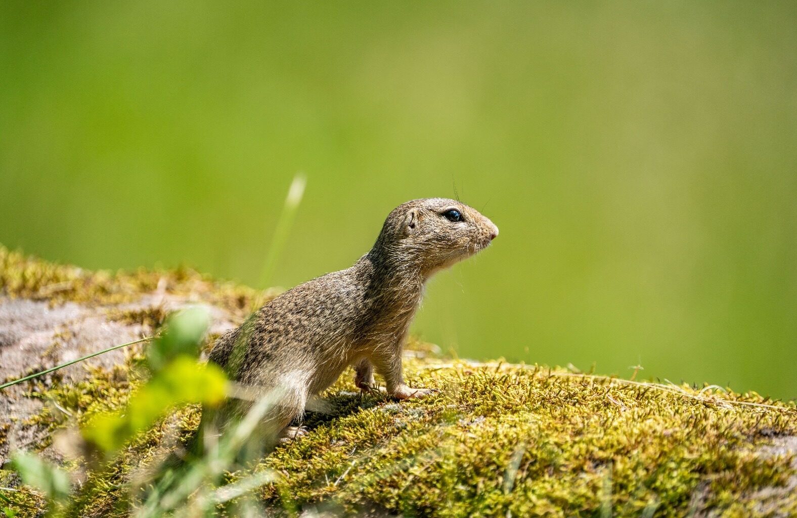 Ziesel