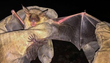 Berlin: Tollwut bei Fledermaus in Berlin nachgewiesen