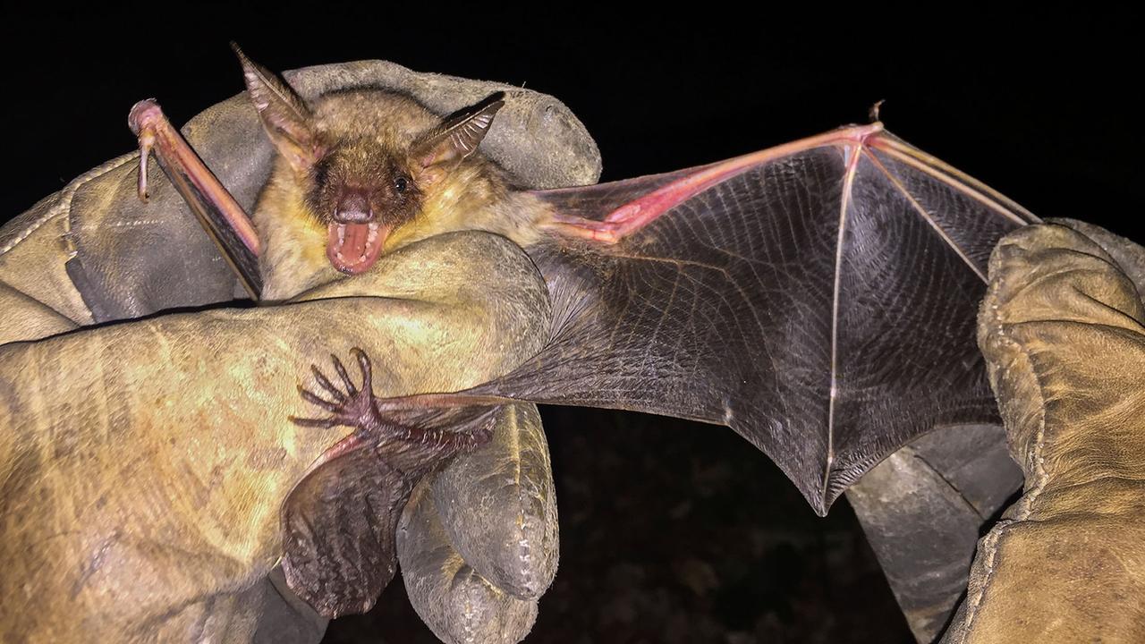 Berlin: Tollwut bei Fledermaus in Berlin nachgewiesen