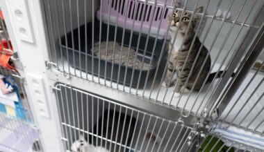 Berlin: Ausgesetzte Haustiere: Berliner Tierheim hat in den Sommerferien schon 147 Tiere aufgenommen