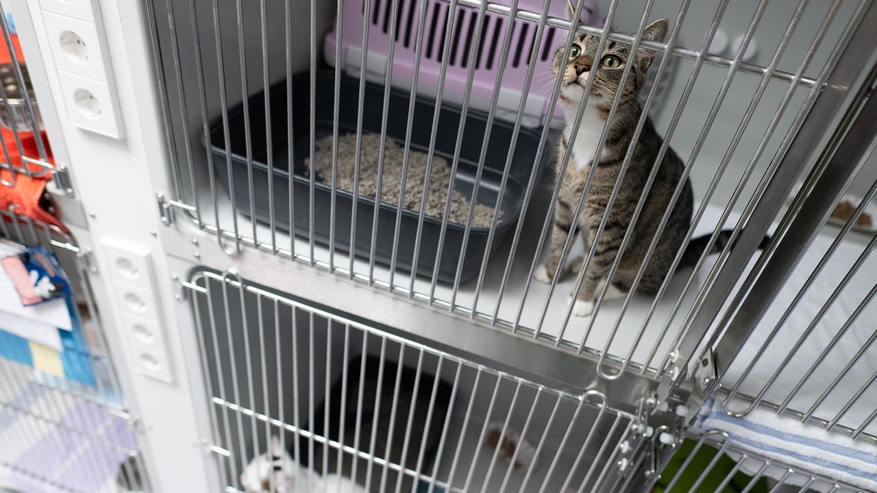 Berlin: Ausgesetzte Haustiere: Berliner Tierheim hat in den Sommerferien schon 147 Tiere aufgenommen