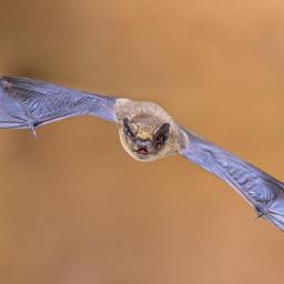 Archivbild: Fledermaus im Flug. (Quelle: dpa/Zwerver)