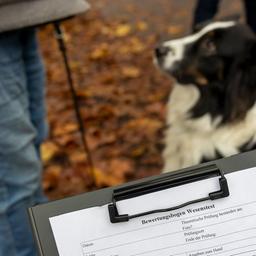 Symbolbild: Ein Hund bei einem Test in der Hundeschule. (Quelle: dpa/Lademann)