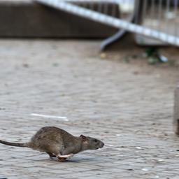 Eine Ratte läuft davon, aufgeschreckt von den Aufräumarbeiten der Stadtreinigung. (Quelle: dpa/Bernd von Jutrczenka)