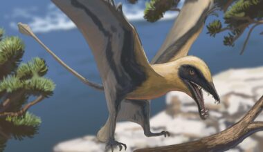 Dinosaurier: Besucher finden Zähne eines in Deutschland bislang unbekannten Flugsauriers