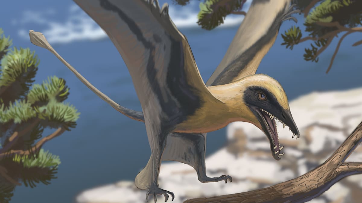 Dinosaurier: Besucher finden Zähne eines in Deutschland bislang unbekannten Flugsauriers