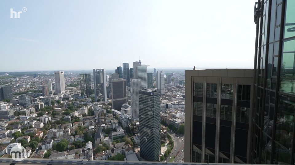 Frankfurt lädt zum Rooftop Day ➤ Kultur-Nachrichten aus Hessen | hessenschau.de