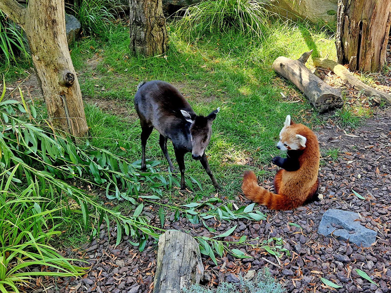 Dem Artenschutz auf der Spur - Entdeckertage am Wochenende im Zoo Leipzig