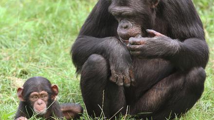Schimpansenbaby Amelie wird von Mutter Pia im Schimpansen-Freigehege des Serengeti-Parks bei Hodenhagen (Kreis Soltau-Fallingbostel) beobachtet.