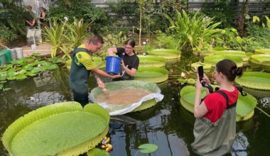 Seerosen-Contest im Botanischen Garten Bonn - Rheinland - Nachrichten