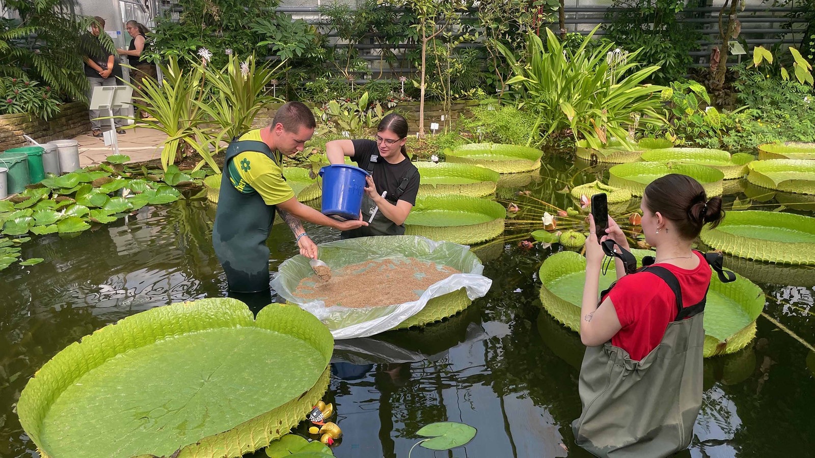 Seerosen-Contest im Botanischen Garten Bonn - Rheinland - Nachrichten