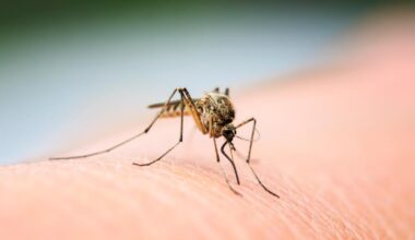 Breitet sich das West-Nil-Virus auch am Gardasee aus?