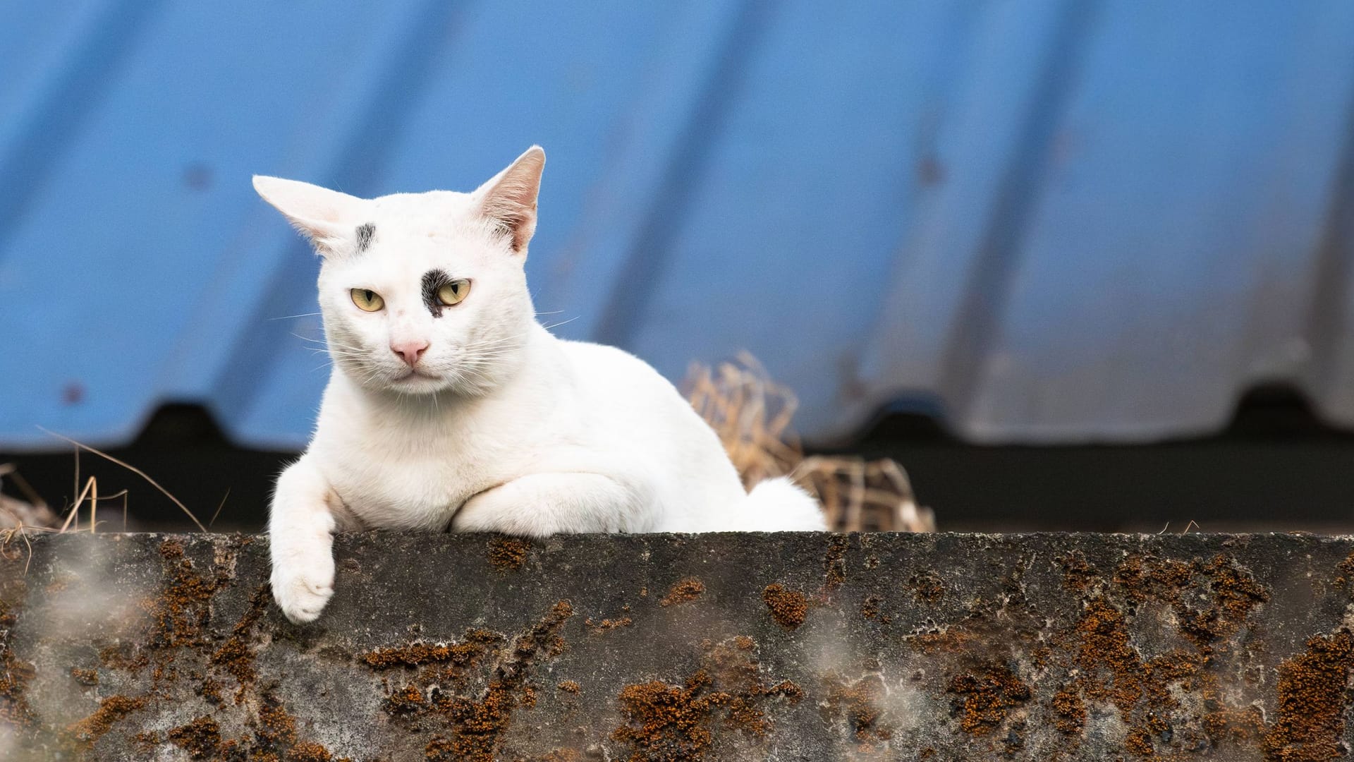 Straßenkatze an einem Dach (Symbolfoto): Mit dem Abriss des Kölner Großmarkts verlieren dutzende Katzen ihr Zuhause.