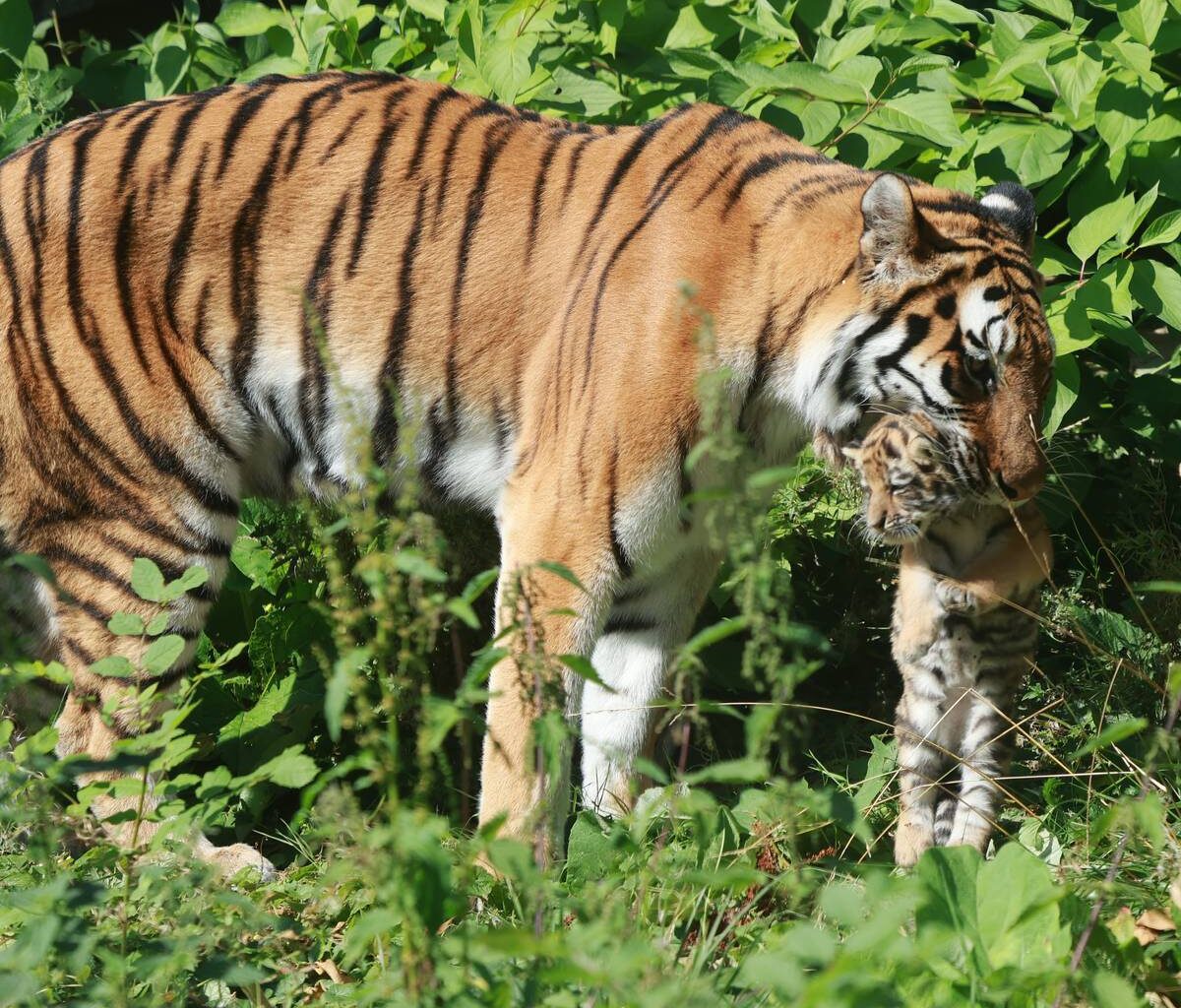 Tigerbabys werden bald genau untersucht