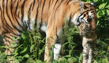 Tigerbabys werden bald genau untersucht