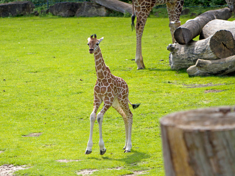 Zoo Leipzig: Tamikas Tochter sucht einen Namen