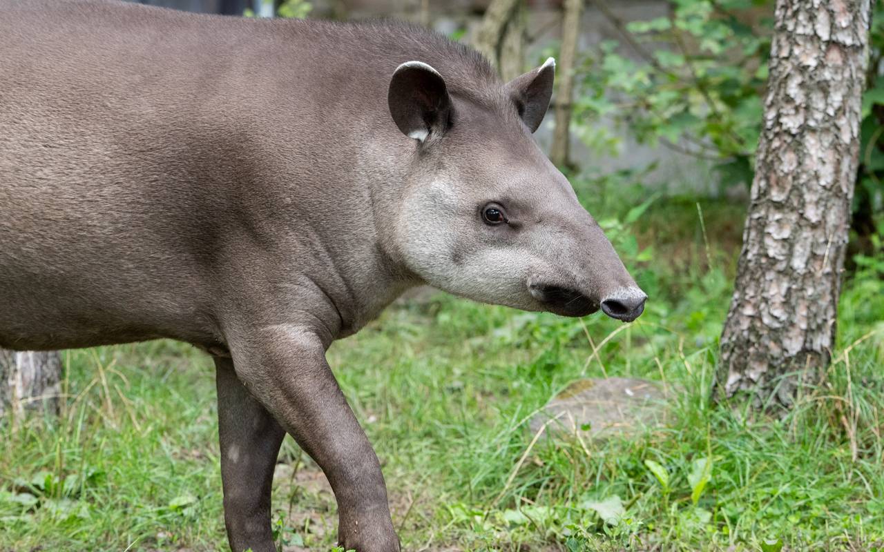 Das neue Tapir-Weibchen im Gehege des Duisburger Zoos