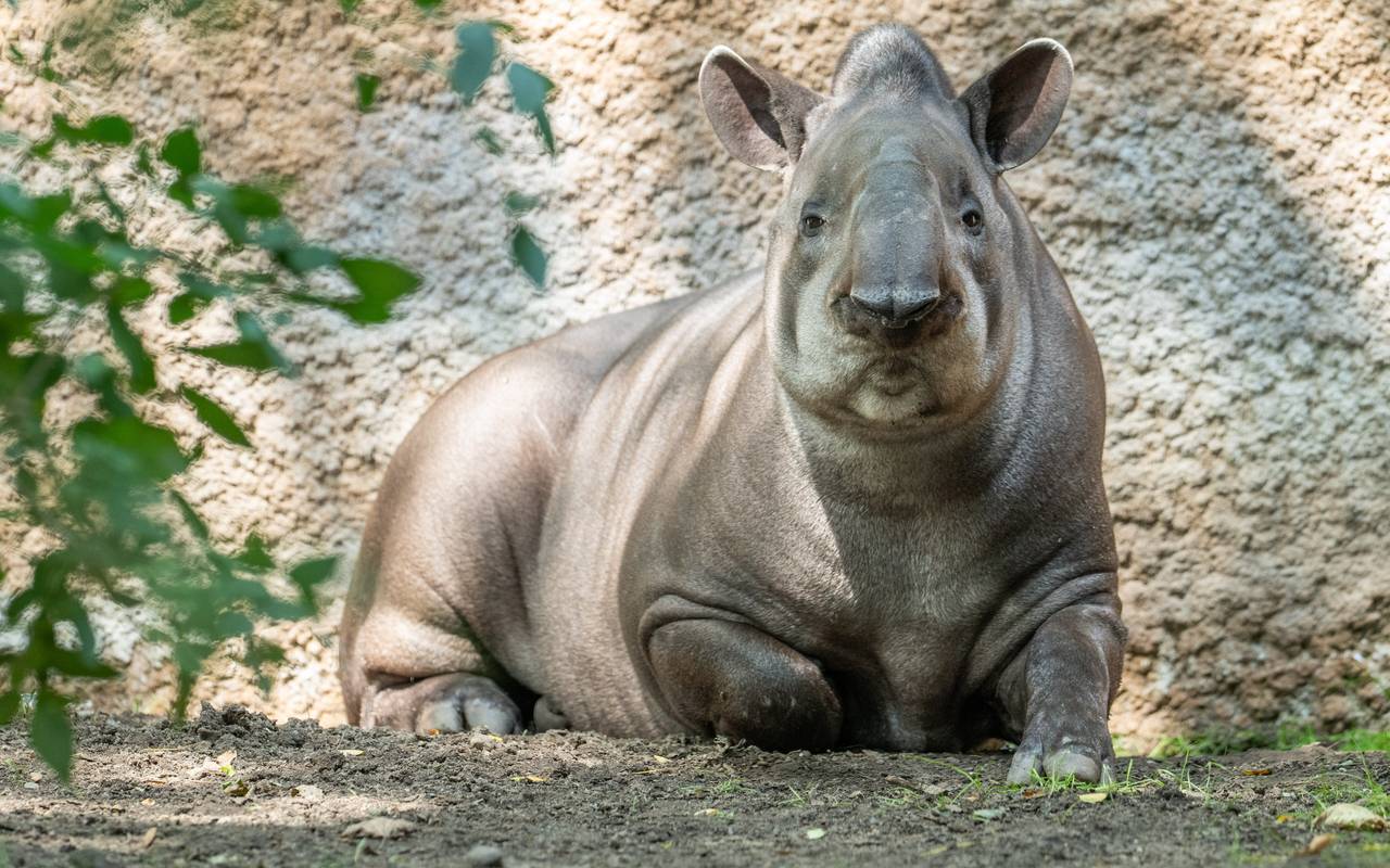Ein Tapir im renovierten Gehege des Zoos