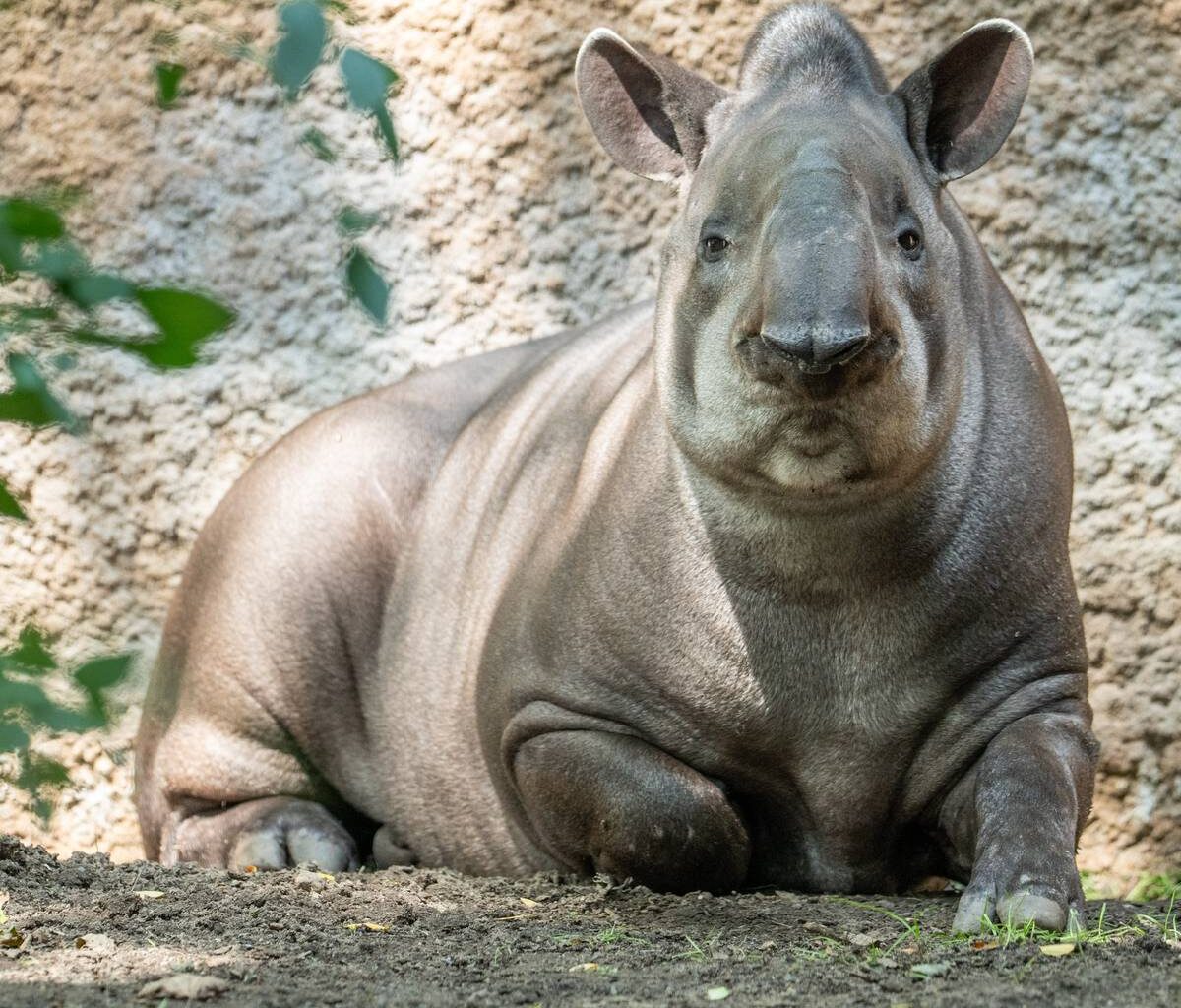 Tapire zurück im Zoo Duisburg
