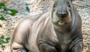 Tapire zurück im Zoo Duisburg