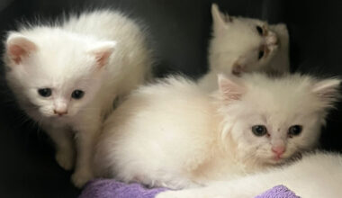 Tierheim Bochum nimmt Katzen-Horden auf – Wut beim Blick unter Schwanz