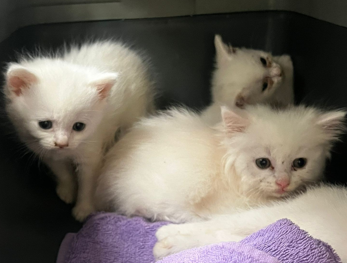 Tierheim Bochum nimmt Katzen-Horden auf – Wut beim Blick unter Schwanz