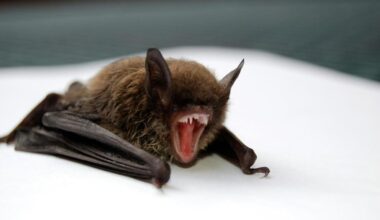 Video: Frau findet Fledermaus in Toilette und landet in Notaufnahme