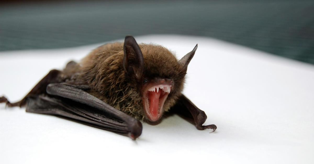 Video: Frau findet Fledermaus in Toilette und landet in Notaufnahme