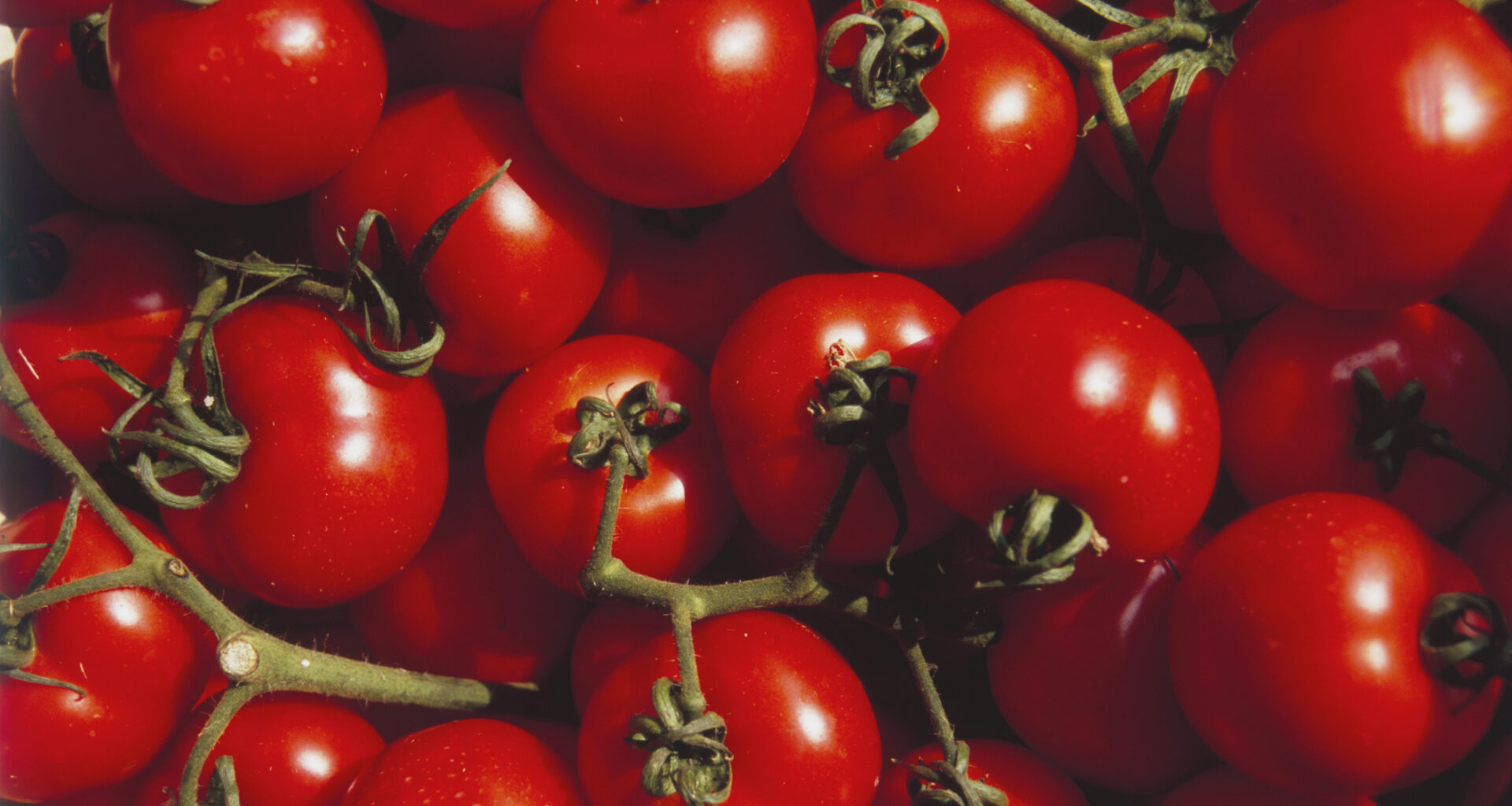 Überraschende Effekte: Warum Sie jeden Tag Tomaten essen sollten