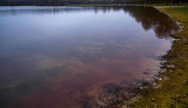 Umweltressort warnt wegen Blaualgen vor Baden in 3 Bremer Seen