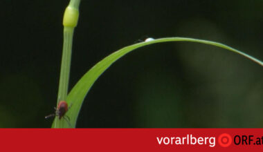 Zeckenstiche: Heuer bislang zehn FSME-Fälle