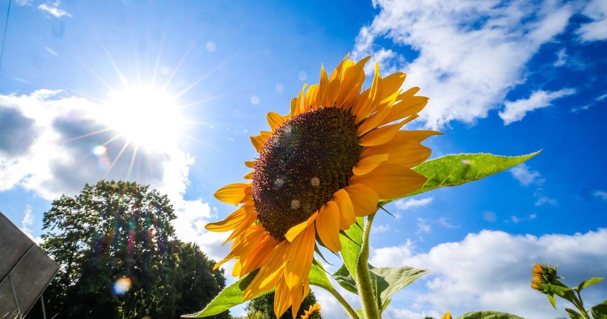 Temperaturen um 20 Grad zum Wochenende