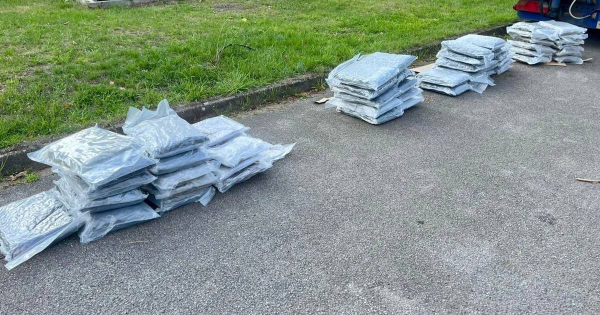 Spürhunde erschnüffeln Drogen im Wert von mehr als einer halben Million Euro