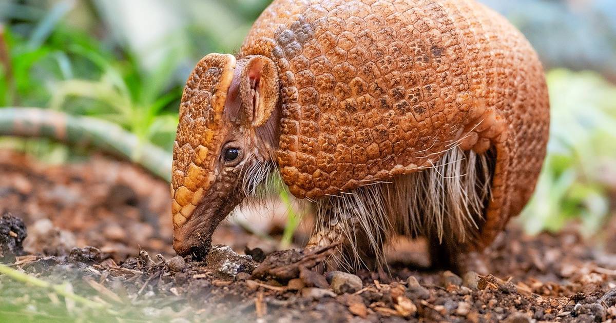 Mit Pepe, Tier des Jahres: Artenschutztag im Zoo Duisburg