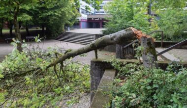 Unbekannte fällen Baum auf WUppertaler Schulgelände
