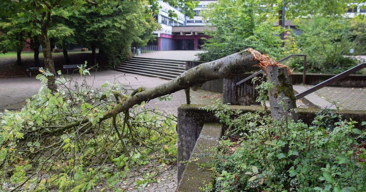 Unbekannte fällen Baum auf WUppertaler Schulgelände