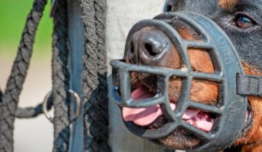 Niederkassel: Joggerin von Hund gebissen