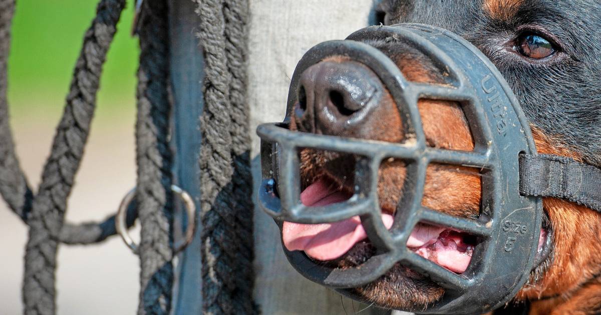Niederkassel: Joggerin von Hund gebissen