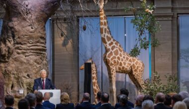 Museum Koenig in Bonn: Forschung zur "Bundesgiraffe"
