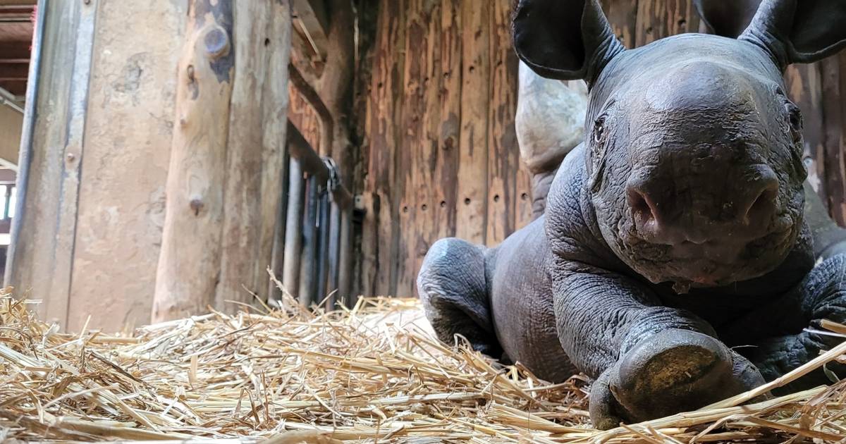 Diese Zoos und Tierparks sind schnell erreichbar