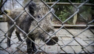Auch Wildpark und Aquazoo töten Tiere