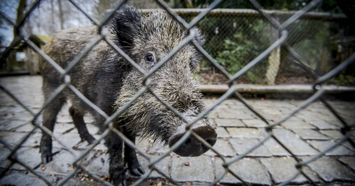 Auch Wildpark und Aquazoo töten Tiere