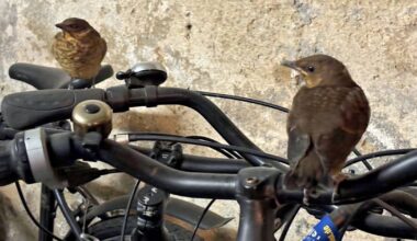 Bonner Amsel-Roadmovie: Pieps-Show in der Garage