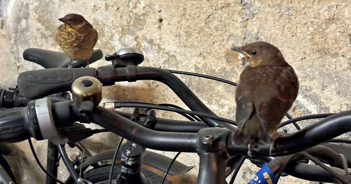 Bonner Amsel-Roadmovie: Pieps-Show in der Garage